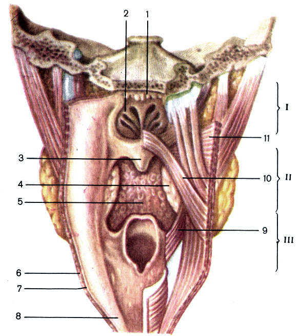 Рис. 98. Глотка. I - носовая часть глотки (pars nasalis pharyngis); II - ротовая часть глотки (pars oralis pharyngis); III - гортанная часть глотки (pars laryngea pharyngis); 1 - глоточная миндалина (tonsilla pharyngealis); 2 - хоана (choana); 3 - небный язычок (uvula palatina); 4 - небная миндалина (tonsilla palatina); 5 - язычная миндалина (tonsilla lingualis); 6 - мышечная оболочка глотки (tunica muscularis pharyngis); 7 - подслизистая основа (tela submucosa); 8 - слизистая оболочка (tunica mucosa); 9 - шилоглоточная мышца (m. stylopharyngeus); 10 - небноглоточная мышца (m. palatopharyngeus); 11 - верхний констриктор глотки (m. constrictor pharyngis superior)