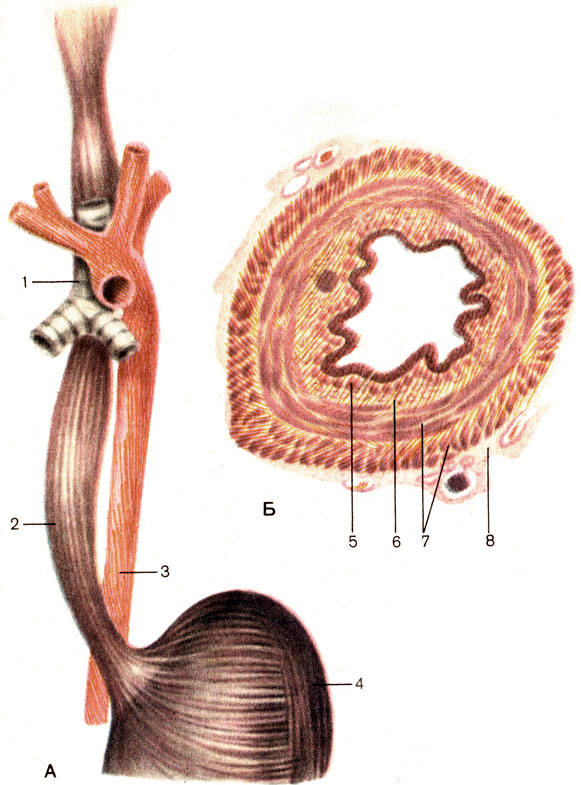 Рис. 99. Пищевод. А - общий вид; Б - поперечный разрез; 1 - трахея (trachea); 2 - пищевод (esophagus); 3 - аорта (aorta); 4 - желудок (gaster); 5 - слизистая оболочка (tunica mucosa); 6 - подслизистая основа (tela submucosa); 7 - мышечная оболочка (tunica muscularis); 8 - адвентициальная оболочка (tunica adventitia)