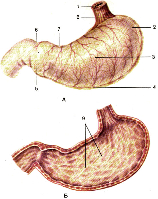 Рис. 102. Желудок. А - вид снаружи; Б - вид изнутри; 1 - пищевод (esophagus); 2 - дно желудка (fundus gastricus); 3 - тело желудка (corpus gastricus); 4 - большая кривизна желудка (curvature gastrica major); 5 - привратниковая (пилорическая) часть (pars pylorica); 6 - привратник (pylorus); 7 - малая кривизна желудка (curvature gastrica minor); 8 - кардиальная часть (pars cardiaca); 9 - складки желудка (plicae gastricae)