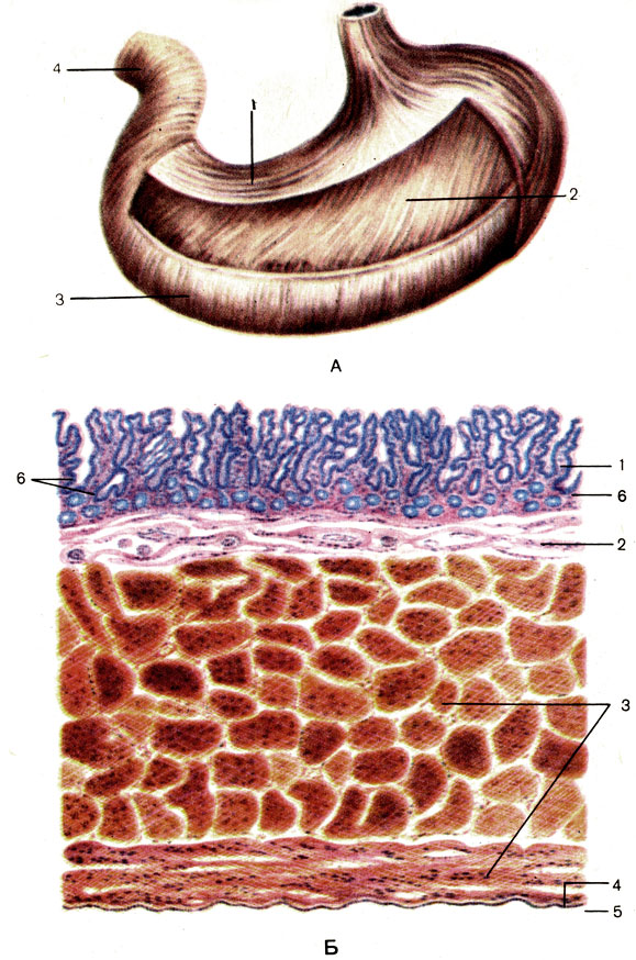 Рис. 103. Оболочки желудка. А - мышечная оболочка: 1 - продольный слой (stratum longitudinale); 2 - косые волокна (fibrae obliquae); 3 - круговой слой (stratum circulare); 4 - сфинктер привратника (m. sphincter pylori). Б - слои стенки: 1 - слизистая оболочка (tunica mucosa); 2 - подслизистая основа (tela submucosa); 3 - мышечная оболочка (tunica muscuiaris); 4 - подсерозная основа (tela subserosa); 5 - серозная оболочка (tunica serosa); 6 - желудочные железы (glandulae gastricae)
