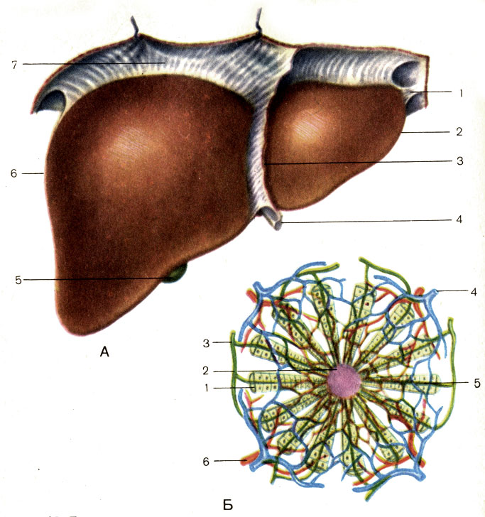 Рис. 105. Печень. А - вид спереди: 1 - левая треугольная связка (lig. triangulare sinistrum); 2 - левая доля печени (lobus hepatis sinister); 3 - серповидная связка (lig. falciforme); 4 - круглая связка (lig. teres); 5 - желчный пузырь (vesica biliaris); 6 - правая доля печени (lobus hepatis dexter); 7 - венечная связка (lig. coronarium); Б - долька печени: 1 - клетки печени; 2 - центральная вена (vena centralis); 3 - желчный проточек (ductulus biliferus); 4 - междольковая вена (v. interlobularis); 5 - желчный каналец; 6 - междольковая артерия (a. interlobularis)
