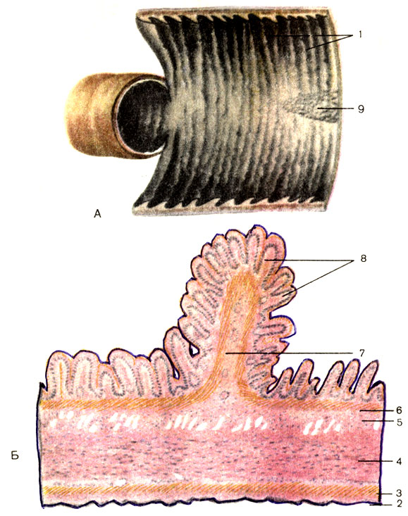 Рис. 106. Тонкая кишка. А - кишка вскрыта; Б - слои стенки; 1 - круговые складки (plicae circulares) слизистой оболочки; 2 - серозная оболочка (tunica serosa); 3 - продольный слой (stratum longitudinale) мышечной оболочки; 4 - круговой слой (stratum circulare) мышечной оболочки; 5 - подслизистая основа (tela submucosa); 6 - мышечная пластинка слизистой оболочки (lamina muscularis mucosae); 7 - круговая складка слизистой оболочки (поперечный разрез); 8 - кишечные ворсинки (villi intestinales); 9 - групповые лимфоидные узелки (noduli lymphatici aggregati)