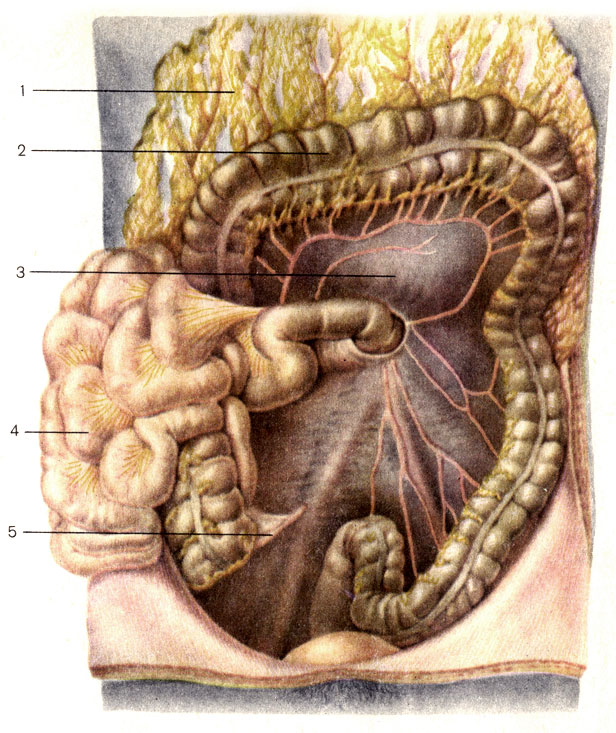 Рис. 107. Средний отдел брюшной полости. 1 - большой сальник (omentum majus), поднят; 2 - толстая кишка (intestinum crassum); 3 - брыжейка поперечной ободочной кишки (mesocolon transversum); 4 - тонкая кишка (intestinum tenue); 5 - червеобразный отросток (appendix vermiformis)