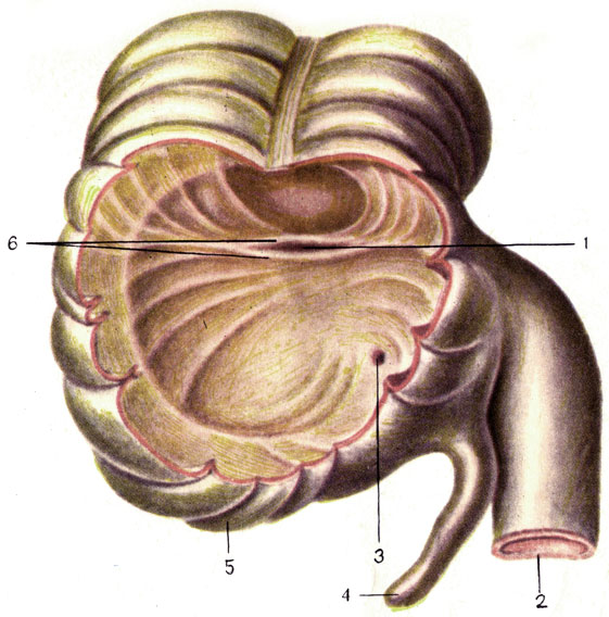 Рис. 109. Слепая кишка (вскрыта) и червеобразный отросток. 1 - илеоцекальное отверстие (ostium ileocaecale); 2 - подвздошная кишка (ileum); 3 - отверстие червеобразного отростка (ostium appendicis vermiformis); 4 - червеобразный отросток (appendix vermiformis); 5 - слепая кишка (caecum); 6 - илеоцекальный клапан (valva ileocaecalis)