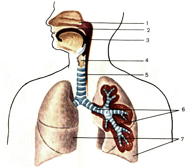 Рис. 112. Органы дыхания (схема). 1 - полость носа (cavitas nasi); 2 - полость рта (cavitas oris); 3 - глотка (pharynx); 4 - гортань (larynx); 5 - трахея (trachea); 6 - бронхи (bronchi); 7 - легкие (pulmones)