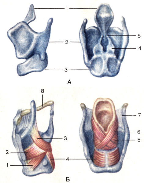 Рис. 113. Хрящи (А) и мышцы (Б) гортани. А: 1 - надгортанник (epiglottis); 2 - щитовидный хрящ (cartilago thyroidea); 3 - перстневидный хрящ (cartilago cricoidea); 4 - черпаловидный хрящ (cartilago arytenoidea); 5 - рожковидный хрящ (cartilago corniculata). Б: 1 - латеральная перстнечерпаловидная мышца (m. cricoarytenoideus lateralis); 2 - щиточерпаловидная мыцща (m. thyroarytenoideus); 3 - черпалонадгортанная мышца (m. aryepiglotticus); 4 - задняя перстнечерпаловидная мышца (m. cricoarytenoideus posterior); 5 - поперечная черпаловидная мышца (m. arytenoideus transversus); 6 - косая черпаловидная мышца (m. arytenoideus obliquus); 7 - щитоподъязычная мембрана (membrana thyrohyoidea); 8 - подъязычная кость (os hyoideum)