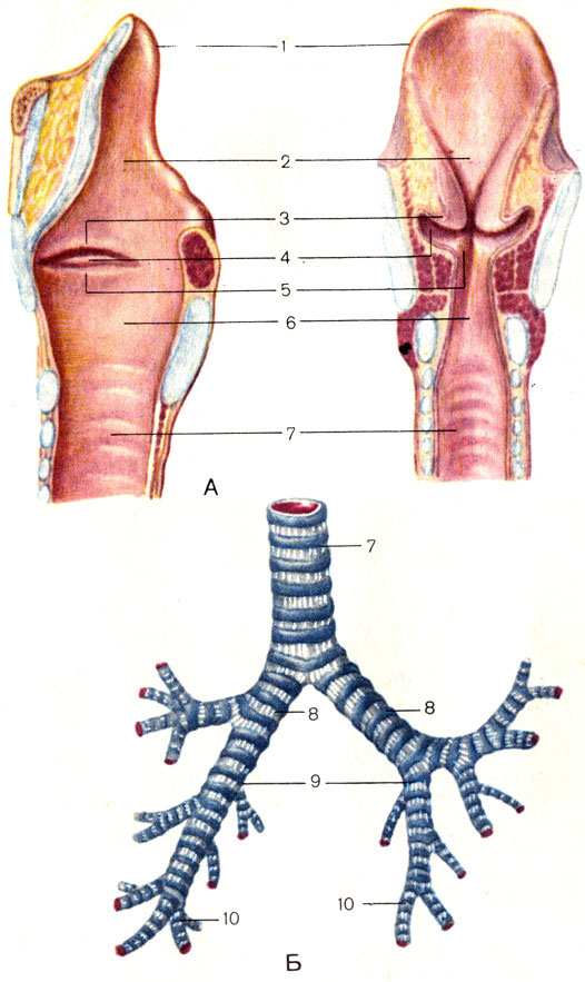 Рис. 114. Полость гортани (А) трахея и бронхи (Б). 1 - надгортанник (epiglottis); 2 - преддверие гортани (vestibulum laryngis); 3 - складка преддверия (plica vestibularis); 4 - желудочек гортани (ventriculus laryngis); 5 - голосовая складка (plica vocalis); 6 - подголосовая полость (cavitas infraglottica); 7 - трахея (trachea); 8 - главные бронхи (bronchi principales); 9 - долевой бронх (bronchus lobaris); 10 - сегментарный бронх (bronchus segmentalis)