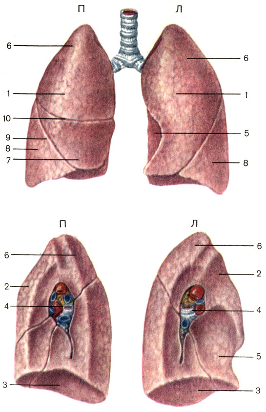 Рис. 116. Правое (П) и левое (Л) легкие; вид спереди (вверху) и с медиальной стороны (внизу). 1 - реберная поверхность (facies costalis); 2 - медиастинальная поверхность (facies mediastinals); 3 - диафрагмальная поверхность (facies diaphragmatica); 4 - корень легкого (radix pulmonis); 5 - сердечное вдавление (impressio cardiaca); 6 - верхняя доля (lobus superior); 7 - средняя доля (правого легкого) (lobus medius); 8 - нижняя доля (lobus inferior); 9 - косая щель (fissura obliqua); 10 - горизонтальная щель (правого легкого) (fissura horizontalis)