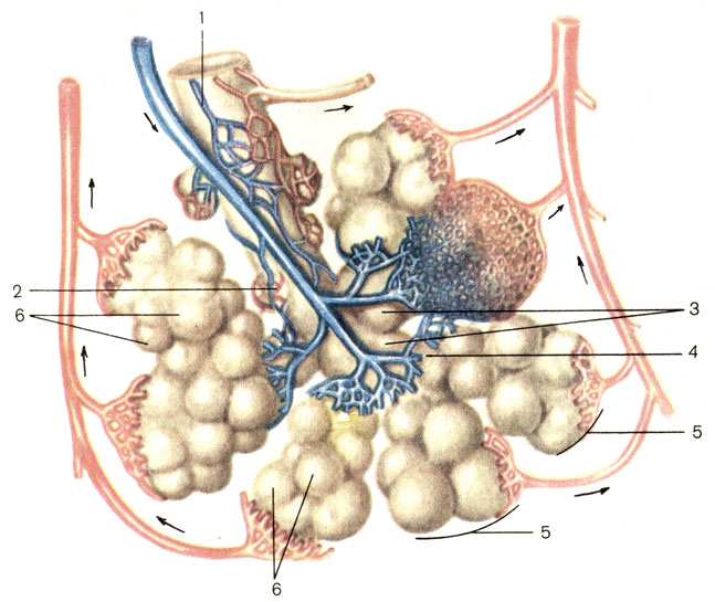 Рис. 117. Долька легкого (схема). 1 - бронхиола (bronchiolus); 2 - терминальная бронхиола (bronchiolus terminalis); 3 - дыхательная бронхиола (bronchiolus respiratorius); 4 - альвеолярные ходы (ductuli alveolares); 5 - альвеолярные мешочки (sacculi alveolares); 6 - альвеолы легкого (alveoli pulmonis)