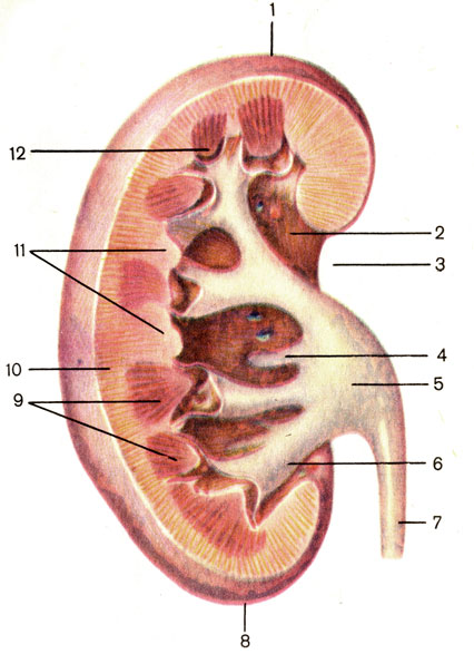 . 120.  ( ). 1 -   (extremitas superior); 2 -   (sinus renalis); 3 -   (hilum renale); 4 -    (calyx renalis minor); 5 -   (pelvis renalis); 6 -    (calyx renalis major); 7 -  (ureter); 8 -   (extremitas inferior); 9 -    (medulla renalis); 10 -    (cortex renalis); 11 -   (columnae renales); 12 -   (papilla renalis)