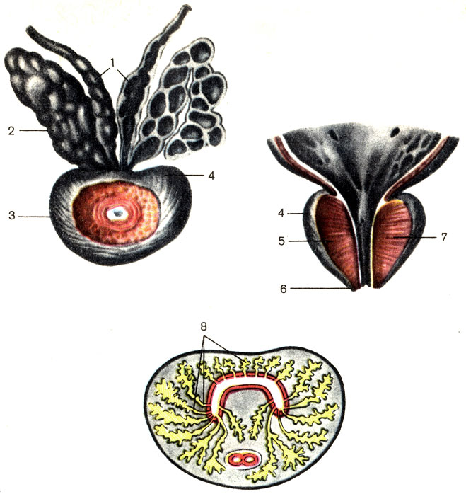 Рис. 125. Предстательная железа и семенные пузырьки. 1 - ампула семявыносящего протока (ampulla ductus deferentis); 2 - семенной пузырек (vesicula seminalis); 3 - предстательная железа (prostata); 4 - основание предстательной железы (basis prostatae); 5 - правая доля предстательной железы (lobus dexter prostatae); 6 - верхушка предстательной железы (apex prostatae); 7 - левая доля предстательной железы (lobus sinister prostatae); 8 - предстательные проточки (ductuli prostatici)