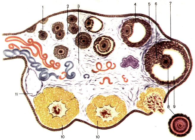 Рис. 127. Яичник (полусхематично). 1 - первичный фолликул яичника (folliculus ovaricus primarius); 2 - корковое вещество яичника (cortex ovarii); 3 - мозговое вещество яичника (medulla ovarii); 4 - везикулярный фолликул яичника (folliculus ovaricus vesiculosus); 5 - тека фолликула (theca folliculi); 6 - яйценосный холмик (cumulus oophorus); 7 - зернистый слои (stratum granulosum); 8 - овоцит (ovocytus); 9 - фолликулярная жидкость (liquor follicularis); 10 - желтое тело (corpus luteum); 11 - беловатое тело (corpus albicans)