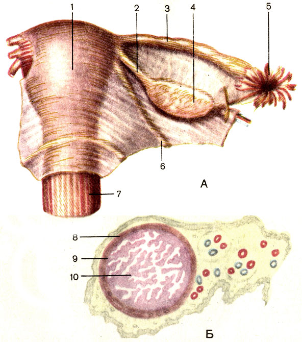 Рис. 128. Матка (А) и маточная труба (Б) (поперечный разрез). 1 - матка (uterus); 2 - собственная связка яичника (lig. ovarii proprium); 3 - маточная труба (tuba uterina); 4 - яичник (ovarium); 5 - бахромки трубы (fimbriae tubae); 6 - круглая связка матки (lig. teres uteri); 7 - влагалище (vagina); 8 - мышечная оболочка маточной трубы (tunica muscularis tubae uterinae); 9 - слизистая оболочка маточной трубы (tunica mucosa tubae uterinae); 10 - трубные складки (plicae tubariae)