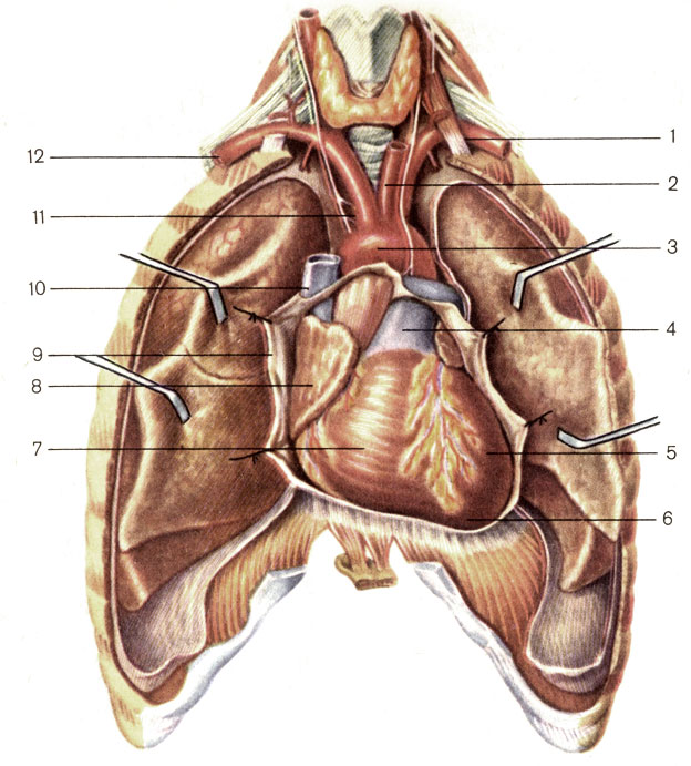 Рис. 137. Положение сердца в грудной клетке (перикард вскрыт). 1 - левая подключичная артерия (a. subclavia sinistra); 2 - левая общая сонная артерия (a. carotis communis sinistra); 3 - дуга аорты (arcus aortae); 4 - легочный ствол (truncus pulmonalis); 5 - левый желудочек (ventriculus sinister); 6 - верхушка сердца (apex cordis); 7 - правый желудочек (ventriculus dexter); 8 - правое предсердие (atrium dextrum); 9 - перикард (pericardium); 10 - верхняя полая вена (v. cava superior); 11 - плечеголовной ствол (truncus brachiocephalicus); 12 - правая подключичная артерия (a. subclavia dextra)