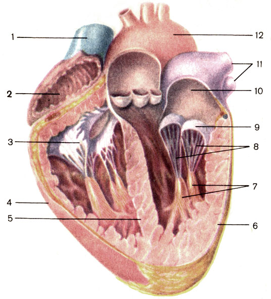 Рис. 138. Сердце; продольный разрез. 1 - верхняя полая вена (v. cava superior); 2 - правое предсердие (atrium dextrum); 3 - правый предсердно-желудочковый клапан (valva atrioventricularis dextra); 4 - правый желудочек (ventriculus dexter); 5 - межжелудочковая перегородка (septum interventriculare); 6 - левый желудочек (ventriculus sinister); 7 - сосочковые мышцы (mm. papillares); 8 - сухожильные хорды (chordae tendineae); 9 - левый предсердно-желудочковый клапан (valva atrioventricularis sinistra); 10 - левое предсердие (atrium sinistrum); 11 - легочные вены (vv. pulmonales); 12 - дуга аорты (arcus aortae)