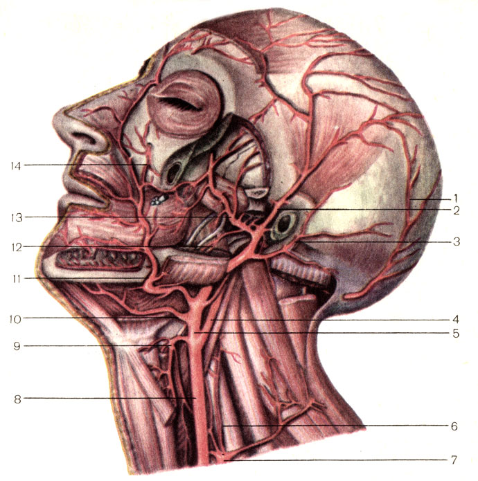 Рис. 140. Артерии головы и шеи. 1 - затылочная артерия (a. occipitalis); 2 - поверхностная височная артерия (a. temporalis superficial!s); 3 - задняя ушная артерия (a. auricularis posterior); 4 - внутренняя сонная артерия (a. carotis interna); 5 - наружная сонная артерия (a. carotis externa); 6 - восходящая шейная артерия (a. cervicalis ascendens); 7 - щитошейный ствол (truncus thyrocervicalis); 8 - общая сонная артерия (a. carotis communis); 9 - верхняя щитовидная артерия (a. thyreoidea superior); 10 - язычная артерия (a. lingualis); 11 - лицевая артерия (a. facialis); 12 - нижняя альвеолярная артерия (a. alveolaris inferior); 13 - верхнечелюстная артерия (a. maxillaris); 14 - подглазничная артерия (a. infraorbitalis)