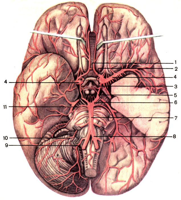 Рис. 141. Артерии мозга. 1 - передняя соединительная артерия (a. communicans anterior); 2 - передняя мозговая артерия (a. cerebri anterior); 3 - внутренняя сонная артерия (a. carotis interna); 4 - средняя мозговая артерия (a. cerebri media); 5 - задняя соединительная артерия (a. communicans posterior); 6 - задняя мозговая артерия (a. cerebri posterior); 7 - основная артерия (a. basilaris); 8 - позвоночная артерия (a. vertebralis); 9 - задняя нижняя мозжечковая артерия (a. inferior posterior cerebelli); 10 - передняя нижняя мозжечковая артерия (a. inferior anterior cerebelli); 11 - верхняя мозжечковая артерия (a. superior cerebelli)