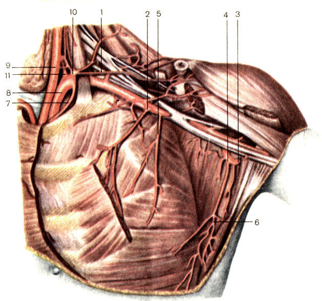 Рис. 142. Артерии подмышечной области. 1 - поперечная артерия шеи (a. transversa cervicis); 2 - грудоакромиальная артерия (a. thoracoacromialis); 3 - артерия, огибающая лопатку (a. circumflexa scapulae); 4 - подлопаточная артерия (a. subscapularis); 5 - латеральная грудная артерия (a. thoracica lateralis); 6 - грудоспинная артерия (a. thoracodorsal); 7 - внутренняя грудная артерия (a. thoracica interna); 8 - подключичная артерия (a. subclavia); 9 - общая сонная артерия (a. carotis communis); 10 - щитошейный ствол (truncus thyrocervicalis); 11 - позвоночная артерия (a. vertebralis)
