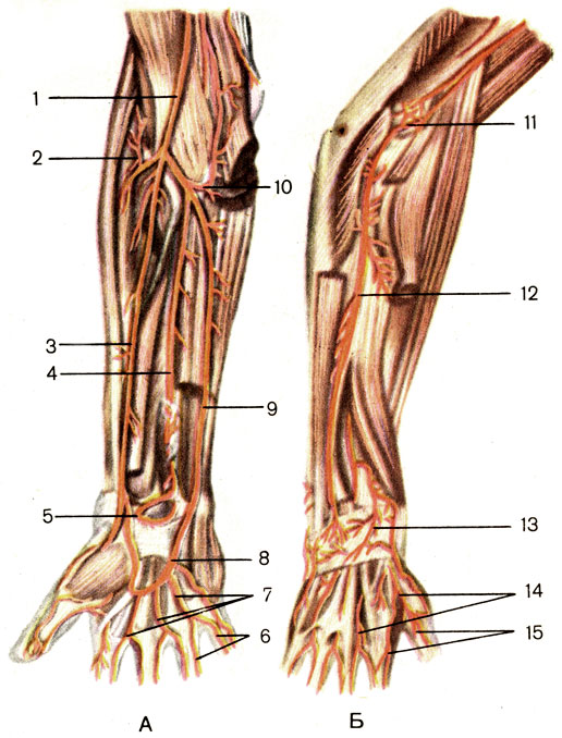 Рис. 144. Артерии предплечья и кисти, правых. А - вид спереди; Б - вид сзади; 1 - плечевая артерия (a. brachialis); 2 - лучевая возвратная артерия (a. reccurens radialis); 3 - лучевая артерия (a. radialis); 4 - передняя межкостная артерия (a. interossea anterior); 5 - ладонная сеть запястья (rete carpale palmare); 6 - собственные ладонные пальцевые артерии (аа. digitales palmares propriae); 7 - общие ладонные пальцевые артерии (аа. digitales palmares communes); 8 - поверхностная ладонная дуга (arcus palmaris superficialis s); 9 - локтевая артерия (a. ulnaris); 10 - локтевая возвратная артерия (a. reccurens ulnaris); 11 - локтевая суставная сеть (rete articulare cubiti); 12 - задняя межкостная артерия (a. interossea posterior); 13 - тыльная сеть запястья (rete carpale dorsale); 14 - тыльные пястные артерии (аа. metacarpals dorsales); 15 - тыльные пальцевые артерии (аа. digitales dorsales)