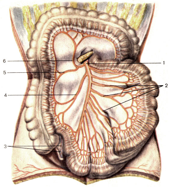 Рис. 148. Верхняя брыжеечная артерия и ее ветви. 1 - верхняя брыжеечная артерия (a. mesenterica superior); 2 - тощекишечные артерии (аа. jejunales); 3 - артерия червеобразного отростка (a. appendicularis); 4 - подвздошно-ободочно-кишечная артерия (a. ileocolica); 5 - правая ободочно-кишечная артерия (a. colica dextra); 6 - средняя ободочно-кишечная артерия (a. colica media)