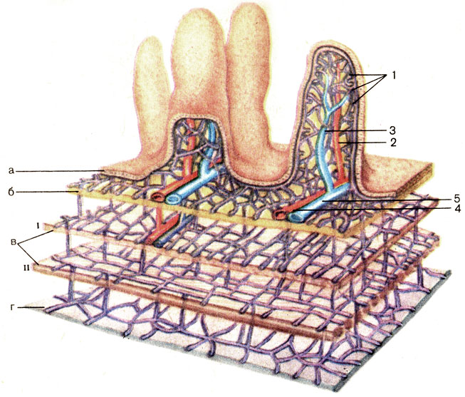 Рис. 149. Строение и кровоснабжение стенки тонкой кишки (схема). 1 - капилляры (capillares); 2 - прекапиллярная артериола (arteriole precapillaris); 3 - посткапиллярная венула (venula postcapillaris); 4 - артериола (arteriole); 5 - венула (venula); а - слизистая оболочка (tunica mucosa); б - подслизистая основа (tela submucosa); в - мышечная оболочка (tunica muscularis); I - циркулярный слой (stratum circulare); II - продольный слой (stratum longitudinale); г - серозная оболочка (tunica serosa)