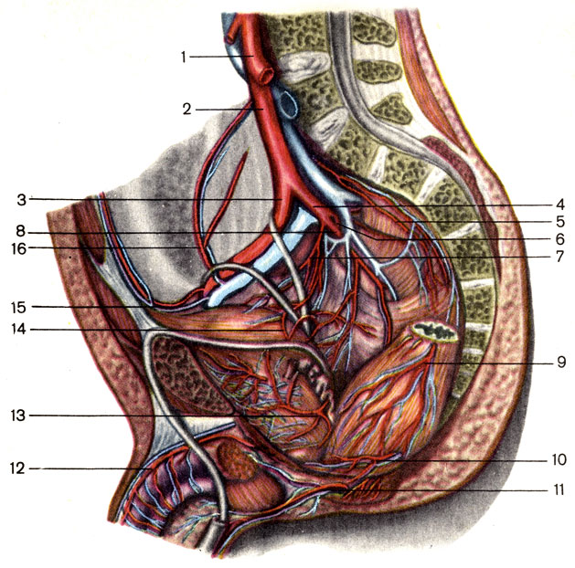 Рис. 151. Артерии таза. 1 - брюшная часть аорты (pars abdominalis aortae); 2 - общая подвздошная артерия (a. iliaca communis); 3 - наружная подвздошная артерия (a. iliaca externa); 4 - внутренняя подвздошная артерия (a. iliaca interna); 5 - срединная крестцовая артерия (a. sacralis mediana); 6 - задняя ветвь внутренней подвздошной артерии (ramus posterior a. iliacae internae); 7 - латеральная крестцовая артерия (a. sacralis lateralis); 8 - передняя ветвь внутренней подвздошной артерии (ramus anterior a. iliacae internae); 9 - средняя прямокишечная артерия (a. rectalis media); 10 - нижняя прямокишечная артерия (a. rectalis inferior); 11 - внутренняя половая артерия (a. pudenda interna); 12 - дорсальная артерия полового члена (a. dorsalis penis); 13 - нижняя мочепузырная артерия (a. vesicalis inferior); 14 - верхняя мочепузырная артерия (а. vesicalis superior); 15 - нижняя надчревная артерия (a. epigastrica inferior); 16 - глубокая артерия, огибающая подвздошную кость (a. circumflexa iliaca profunda)