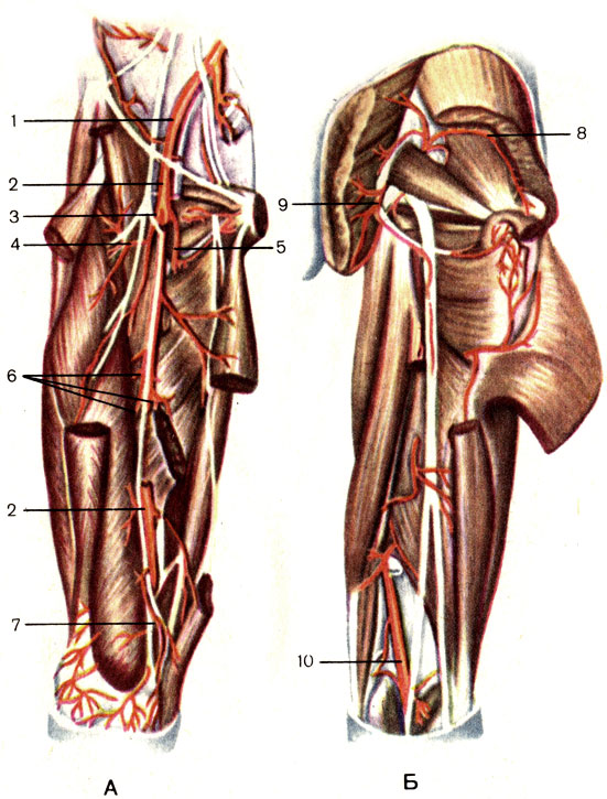 Рис. 152. Артерии бедра, правого. А - вид спереди; Б - вид сзади; 1 - наружная подвздошная артерия (a. iliaca externa); 2 - бедренная артерия (a. femoralis); 3 - глубокая артерия бедра (a. profunda femoris); 4 - латеральная артерия, огибающая бедренную кость (a. circumflexa femoris lateralis); 5 - медиальная артерия, огибающая бедренную кость (a. circumflexa femoris medialis); 6 - прободающие артерии (аа. perforantes); 7 - нисходящая коленная артерия (a. descendens geniculars); 8 - верхняя ягодичная артерия (a. glutea superior); 9 - нижняя ягодичная артерия (a. glutea inferior); 10 - подколенная артерия (а. роplitea)