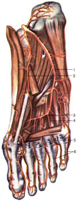 Рис. 154. Артерии стопы, подошвенная сторона. 1 - латеральная подошвенная артерия (a. plantaris lateralis); 2 - медиальная подошвенная артерия (a. plantaris medialis); 3 - подошвенная дуга (arcus plantaris); 4 - подошвенные плюсневые артерии (аа. metatarsalеs plantares); 5 - общие подошвенные пальцевые артерии (аа. digitales plantares communes); 6 - собственные подошвенные пальцевые артерии (аа. digitales plantares propriae)