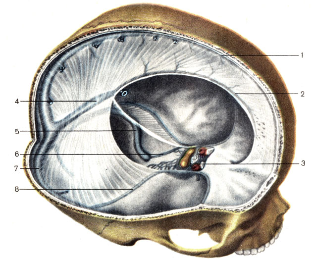 Рис. 156. Синусы твердой мозговой оболочки. 1 - верхний сагиттальный синус (sinus sagittalis superior); 2 - нижний сагиттальный синус (sinus sagittalis inferior); 3 - пещеристый синус (sinus cavernosus); 4 - прямой синус (sinus rectus); 5 - сигмовидный синус (sinus sigmoideus); 6 - нижний каменистый синус (sinus petrosus inferior); 7 - поперечный синус (sinus transversus); 8 - верхний каменистый синус (sinus petrosus superior)