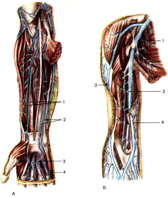 Рис. 158. Глубокие вены верхней конечности, правой. А - вены предплечья и кисти: 1 - локтевые вены (vv. ulnares); 2 - лучевые вены (vv. radiales); 3 - поверхностная ладонная венозная дуга (arcus venosus palmaris superficialis); 4 - ладонные пальцевые вены (vv. digitales palmares). Б - вены плеча и плечевого пояса: 1 - подмышечная вена (v. axillaris); 2 - плечевые вены (vv. brachiales); 3 - латеральная подкожная вена руки (v. cephalica); 4 - медиальная подкожная вена руки (v. basilica)