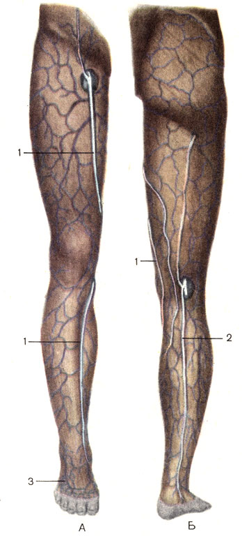 Рис. 161. Поверхностные вены нижней конечности, правой. А - вид спереди; Б - вид сзади; 1 - большая подкожная вена ноги (v. saphena magna); 2 - малая подкожная вена ноги (v. saphena parva); 3 - тыльная венозная сеть стопы (rete venosum dorsale pedis)