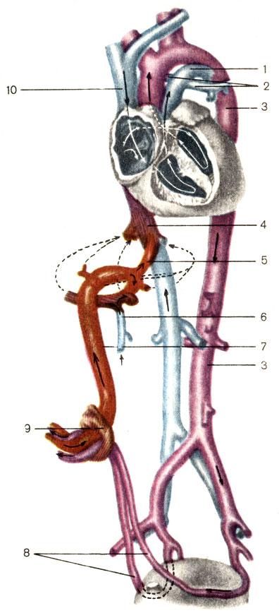 Рис. 163. Кровообращение плода. 1 - артериальный проток (ductus arteriosus); 2 - легочные артерии (аа. pulmonales); 3 - аорта (aorta); 4 - нижняя полая вена (v. cava inferior); 5 - венозный проток (ductus venosus); 6 - воротная вена (v. portae hepatis); 7 - пупочная вена (v. umbilicalis); 8 - пупочные артерии (аа. umbilicales); 9 - пупочное кольцо; 10 - верхняя полая вена (v. cava superior)