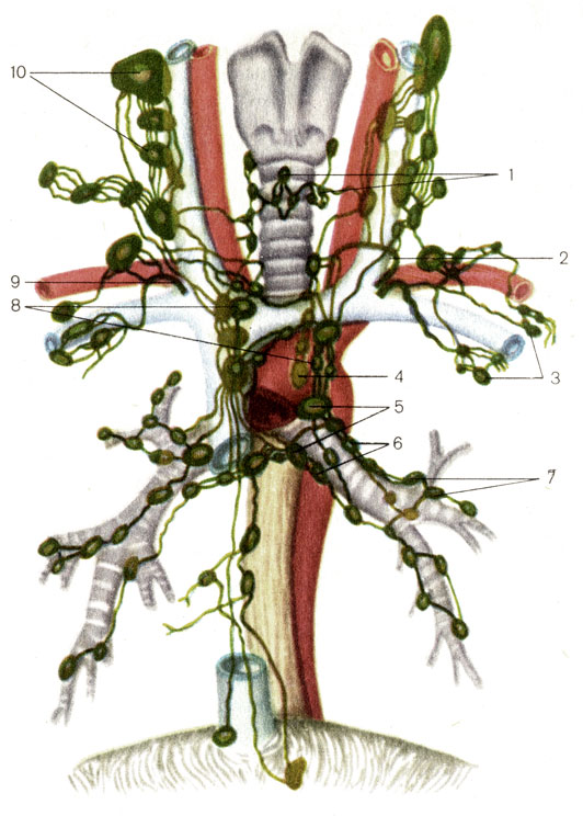 Рис. 169. Лимфатические сосуды и узлы средостения. 1 - трахеальные лимфатические узлы (nodi lymphatici tracheales); 2 - грудной проток (ductus thoracicus); 3 - подмышечные лимфатические узлы (nodi lymphatici axillares); 4 - задние средостенные лимфатические узлы (nodi lymphatici mediastinales posteriores); 5 - трахеобронхиальные лимфатические узлы (nodi lymphatici tracheobronchiales); 6 - бронхолегочные (корневые) лимфатические узлы [nodi lymphatici bronchopulmonales (hilares)]; 7 - легочные лимфатические узлы (nodi lymphatici pulmonales); 8 - передние средостенные лимфатические узлы (nodi lymphatici mediastinales anteriores); 9 - правый лимфатический проток (ductus lymphaticus dexter); 10 - глубокие шейные лимфатические узлы (nodi lymphatici cervicales profundi)