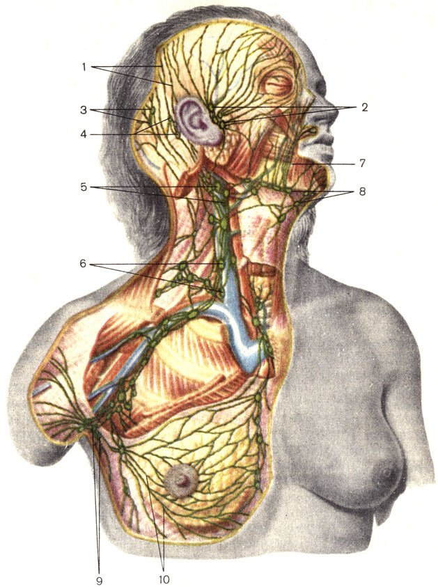 Рис. 170. Лимфатические сосуды и узлы головы, шеи и подмышечной ямки. 1 - лимфатические сосуды головы; 2 - околоушные лимфатические узлы (nodi lymphatici parotidei); 3 - затылочные лимфатические узлы (nodi lymphatici occipitales); 4 - сосцевидные лимфатические узлы (nodi lymphatici mastoidei); 5 - поверхностные шейные лимфатические узлы (nodi lymphatici cervicales superficiales); 6 - глубокие шейные лимфатические узлы (nodi lymphatici cervicales profundi); 7 - лимфатические сосуды лица; 8 - поднижнечелюстные лимфатические узлы (nodi lymphatici submandibulares); 9 - подмышечные лимфатические узлы (nodi lymphatici axillares); 10 - лимфатические сосуды молочной железы