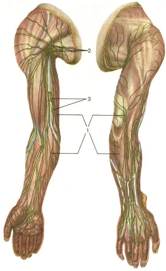 Рис. 171. Лимфатические сосуды и узлы верхней конечности, правой. А - вид спереди; Б - вид сзади; 1 - поверхностные лимфатические сосуды предплечья и плеча; 2 - подмышечные лимфатические узлы (nodi lymphatici axillares); 3 - локтевые лимфатические узлы (nodi lymphatici cubitales)
