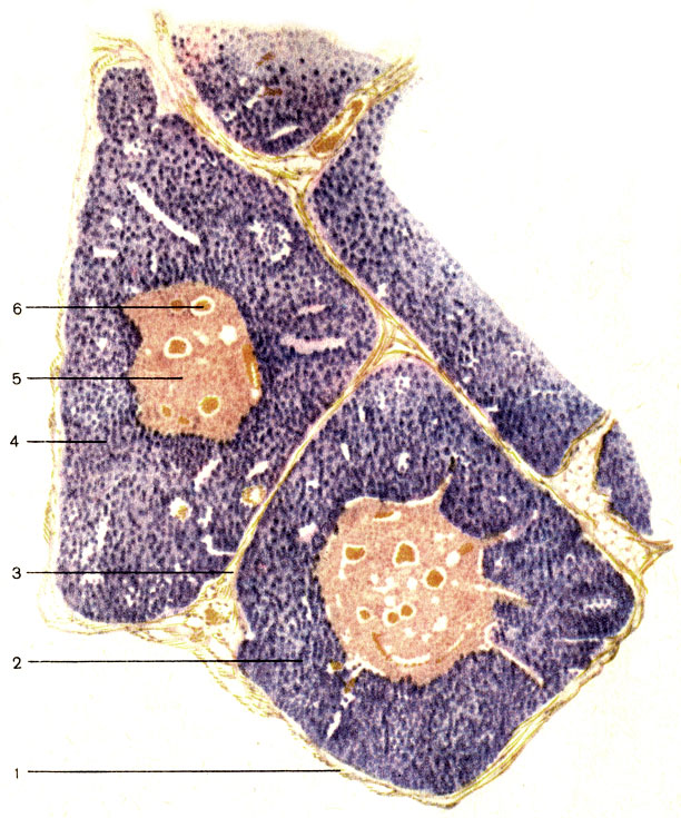 Рис. 172. Вилочковая железа (разрез). 1 - капсула (capsula); 2 - долька вилочковой железы (lobulus thymi); 3 - междольковая перегородка (septum interlobulare); 4 - корковое вещество (cortex); 5 - мозговое вещество (medulla); 6 - тельце вилочковой железы (corpusculum thymicum)
