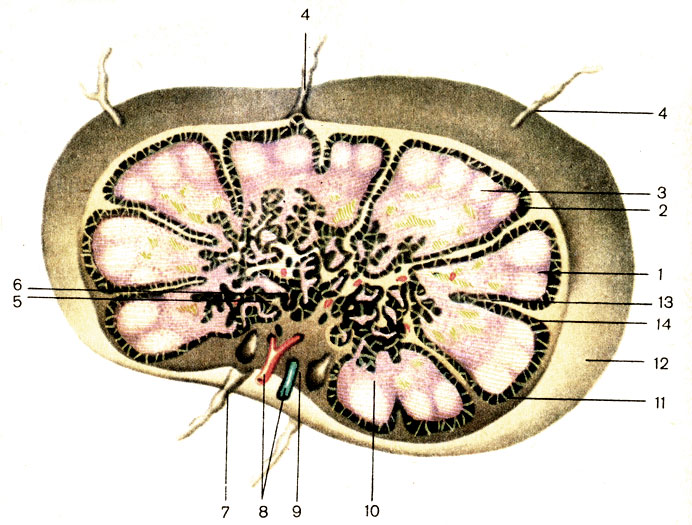 Рис. 173. Схема строения лимфатического узла. 1 - корковое вещество (cortex); 2 - лимфатический узелок (nodulus lymphaticus); 3 - герминативный центр (centrum germinale); 4 - приносящий лимфатический сосуд (vas lymphaticum afferens); 5 - мозговой синус (sinus medullaris); 6 - мозговое вещество (medulla); 7 - выносящий лимфоидный сосуд (vas lymphaticum efferens); 8 - кровеносные сосуды; 9 - ворота (hilum); 10 - паракортикальная зона (paracortex); 11 - подкапсульный синус (sinus subcapsularis); 12 - капсула (capsula); 13 - трабекула (trabecule); 14 - корковый синус (sinus corticalis)