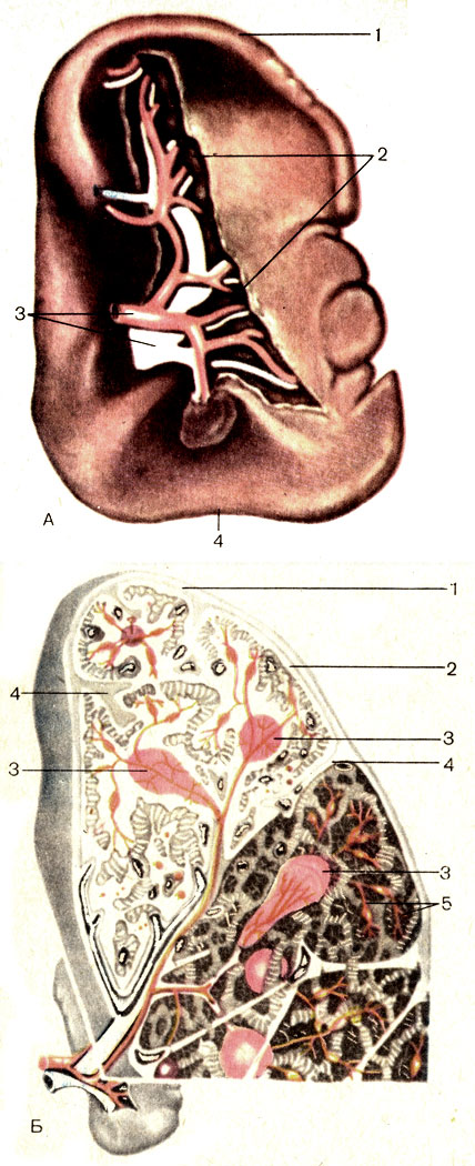 Рис. 174. Селезенка. А - внешний вид: 1 - верхний край (margo superior); 2 - ворота селезенки (hilum splenicum); 3 - кровеносные сосуды; 4 - нижний край (margo inferior). Б - разрез: 1 - фиброзная оболочка (tunica fibrosa); 2 - синус селезенки (sinus splenicus); 3 - селезеночные лимфоидные фолликулы (folliculi lymphatici splenici); 4 - трабекулы селезенки (trabeculae splenici); 5 - пульпа селезенки (pulpa splenici)