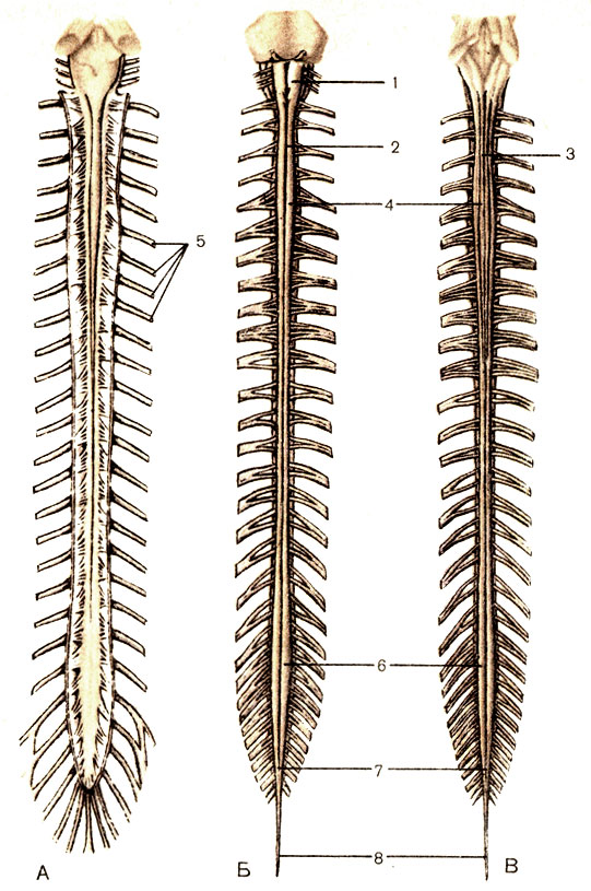 Рис. 175. Спинной мозг. А - в позвоночном канале; Б - вид спереди; В - вид сзади; 1 - продолговатый мозг (medulla oblongata); 2 - передняя срединная щель (fissura mediana ventralis); 3 - задняя срединная борозда (sulcus medianus dorsalis); 4 - шейное утолщение (intumescentia cervicalis); 5 - спинномозговые нервы (nn. spinales); 6 - пояснично-крестцовое утолщение (intumescentia lumbosacralis); 7 - мозговой конус (conus medullaris); 8 - концевая нить (твердой оболочки спинного мозга) [filum terminale externum (durale)]
