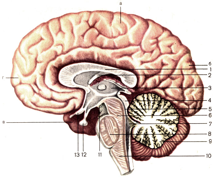 Рис. 177. Головной мозг, сагиттальный разрез. 1 - мозолистое тело (corpus callosum); 2 - свод (fornix); 3 - таламус (thalamus); 4 - крыша среднего мозга (tectum mesencephali); 5 - водопровод среднего мозга (aque-ductus mesencephali); 6 - ножка мозга (pedunculus cerebri); 7 - IV желудочек (ventriculus quartus); 8 - мост (pons); 9 - мозжечок {cerebellum); 10 - продолговатый мозг (medulla oblongata); 11 - сосцевидное тело (corpus mamillare); 12 - гипофиз (hypophysis); 13 - зрительный перекрест (chiasma opticum). Полушарие большого мозга: а - теменная доля (lobus parietalis); б - затылочная доля (lobus occipitalis); в - височная доля (lobus temporalis); г - лобная доля (lobus frontalis)