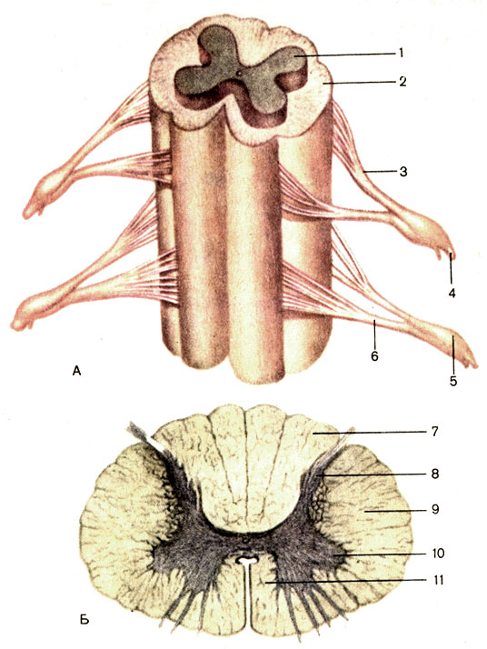 Рис. 176. Объемная реконструкция (А) и поперечный разрез спинного мозга (Б). 1 - серое вещество (substantia grisea); 2 - белое вещество (substantia alba); 3 - задний корешок (чувствительный) спинномозгового нерва [radix dorsalis (sensorialis) n. spinalis]; 4 - спинномозговые нервы (nn. spinales); 5 - спинномозговой ганглий (ganglion spinale); 6 - передний корешок (двигательный) спинномозгового нерва [radix ventralis (motoria) п. spinalis]; 7 - задний канатик (funiculus dorsalis); 8 - задний рог (cornu dorsale); 9 - боковой канатик (funiculus lateralis); 10 - передний рог (cornu ventrale); 11 - передний канатик (funiculus ventralis)
