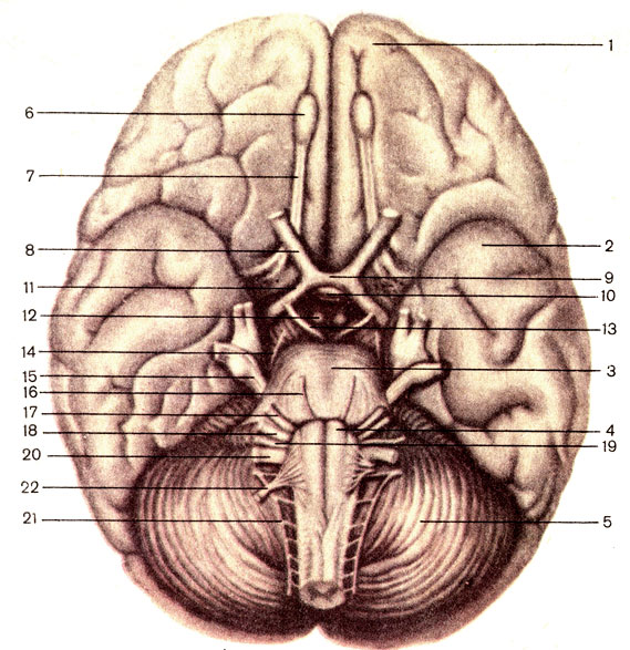 Рис. 178. Головной мозг, основание. 1 - лобная доля полушария большого мозга (lobus frontalis hemispherii cerebri); 2 - височная доля полушария большого мозга (lobus temporalis hemispherii cerebri); 3 - мост (pons); 4 - пирамида (pyramis) продолговатого мозга; 5 - мозжечок (cerebellum); 6 - обонятельная луковица (bulbus olfactorius); 7 - обонятельный тракт (tractus olfactorius); 8 - зрительный нерв (n. opticus); 9 - зрительный перекрест (chiasma opticum); 10 - гипофиз (hypophysis); 11 - зрительный тракт (tractus opticus); 12 - сосцевидное тело (corpus mamillare); 13 - глазодвигательный нерв (п. oculomotorius); 14 - блоковый нерв (n. trochlearis); 15 - тройничный нерв (n. trigeminus); 16 - отводящий нерв (n. abducens); 17 - лицевой нерв (n. facialis); 18 - преддверно-улитковый нерв (n. vestibulocochlearis); 19 - языкоглоточный нерв (n. glossopharyngeus); 20 - блуждающий нерв (n. vagus); 21 - добавочный нерв (n. accessorius); 22 - подъязычный нерв (n. hypoglossus)