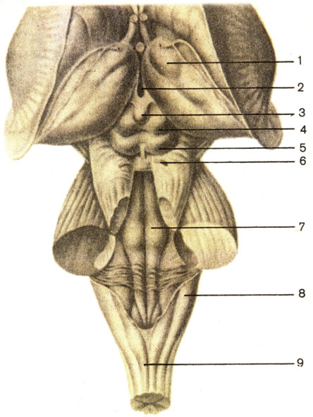 Рис. 182. Ствол головного мозга; вид сзади. 1 - таламус (thalamus); 2 - III желудочек (ventriculus tertius); 3 - шишковидное тело (corpus pineale); 4 - верхний холмик (colliculus rostralis); 5 - нижний холмик (colliculus caudalis); 6 - блоковый нерв (n. trochlearis); 7 - ромбовидная ямка (fossa rhomboidea); 8 - нижняя мозжечковая ножка (pedunculus cerebellaris Caudalis); 9 - задняя срединная борозда (sulcus medianus dorsalis) спинного мозга