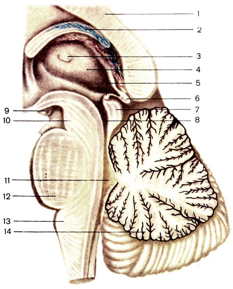 Рис. 179. Ствол головного мозга; сагиттальный разрез. 1 - мозолистое тело (corpus callosum); 2 - свод (fornix); 3 - межталамическое сращение (adnesio interhalamica); 4 - таламус (thalamus); 5 - задняя спайка (commissura posterior); 6 - шишковидное тело (corpus pineale); 7 - пластинка крыши среднего мозга (lamina tecti mesencephali); 8 - водопровод среднего мозга (aqueductus mesencephali); 9 - сосцевидное тело (corpus mamillare); 10 - ножка мозга (pedunculus cerebri); 11 - IV желудочек (ventriculus quartus); 12 - мост (pons); 13 - продолговатый мозг (medulla oblongata); 14 - мозжечок (cerebellum)