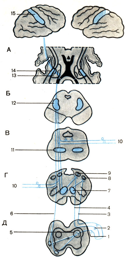Рис. 187. Проводящие пути проприоцептивной, болевой, температурной и тактильной чувствительности (схема). Разрезы: А - промежуточного мозга; Б - среднего мозга; В - моста; Г - продолговатого мозга; Д - спинного мозга; 1 - задний (чувствительный) корешок [radix dorsalis (sensorius)]; 2 - спинной ганглий (ganglion spinale); 3 - клиновидный пучок (fasciculus cuneatus); 4 - тонкий пучок (fasciculus gracilis); 5 - собственное ядро (nucleus proprius); 6 - спинно-таламический путь (tractus spinothala-micus); 7 - медиальная петля на поперечном разрезе продолговатого мозга (lemniscus medialis); 8 - клиновидное ядро (nucleus cuneatus); 9 - тонкое ядро (nucleus gracilis); 10 - чувствительные волокна черепных нервов (neurofibrae afferentes nervorum cranialium); 11 - медиальная петля на поперечном разрезе моста; 12 - медиальная петля на поперечном разрезе среднего мозга; 13 - таламус (thalamus); 14 - внутренняя капсула (capsula interna); 15 - постцентральная извилина (gyrus postcentralis)