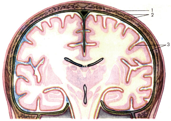 Рис. 189. Оболочки головного мозга. 1 - твердая оболочка головного мозга (dura mater encephali); 2 - паутинная оболочка головного мозга (arachnoidea encephali); 3 - мягкая оболочка головного мозга (pia mater encephali)