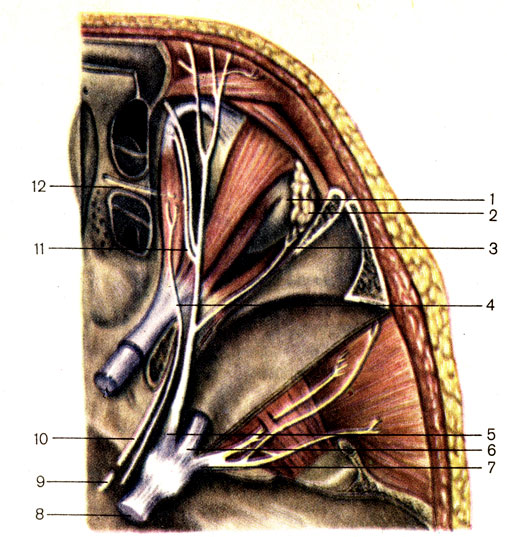 Рис. 190. Нервы глазницы, правой. 1 - глазное яблоко (bulbus oculi); 2 - слезная железа (glandula lacrimalis); 3 - слезный нерв (n lacrimalis); 4 - блоковый нерв (n. trochlearis); 5 - первая ветвь тройничного нерва - глазной нерв (n. ophthalmicus); 6 - вторая ветвь тройничного нерва - верхнечелюстной нерв (n. maxillaris); 7 - третья ветвь тройничного нерва - нижнечелюстной нерв (n. mandibularis); 8 - тройничный нерв (n. trigeminus); 9 - отводящий нерв (n. abducens); 10 - глазодвигательный нерв (n. oculomotorius); 11 - носоресничный нерв (n. nasociliaris); 12 - передний решетчатый нерв (n. ethmoidalis anterior)