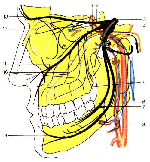 Рис. 191. Ветви тройничного нерва (схема). 1 - верхнечелюстной нерв (n. maxillaris); 2 - глазной нерв (n. ophthalmicus); 3 - тройничный нерв (n. trigeminus); 4 - тройничный узел (ganglion trigeminale); 5 - небные нервы (nn. palatini); 6 - нижний альвеолярный нерв (n. alveolaris inferior); 7 - язычный нерв (n. lingualis); 8 - челюстно-подъязычный нерв (n. mylohyoideus); 9 - подбородочный нерв (n. mentalis); 10 - верхние альвеолярные нервы (nn. alveolares superiores); 11 - подглазничный нерв (n. infraorbitalis); 12 - носовая ветвь переднего решетчатого нерва (n. nasalis n. ethmoidals anterior); 13 - лобный нерв (n. frontalis)