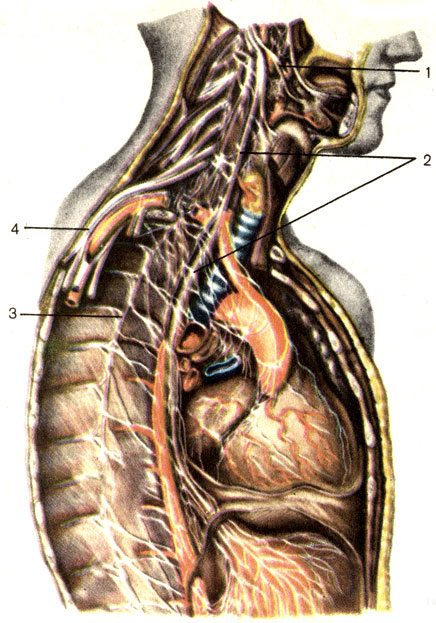 Рис. 193. Иннервация органов головы, шеи и грудной полости ветвями языкоглоточного, блуждающего нервов и симпатического ствола. 1 - языкоглоточный нерв (n. glossopharyngeus); 2 - блуждающий нерв (n. vagus); 3 - грудной отдел симпатического ствола; 4 - стволы подключичного отдела плечевого сплетения