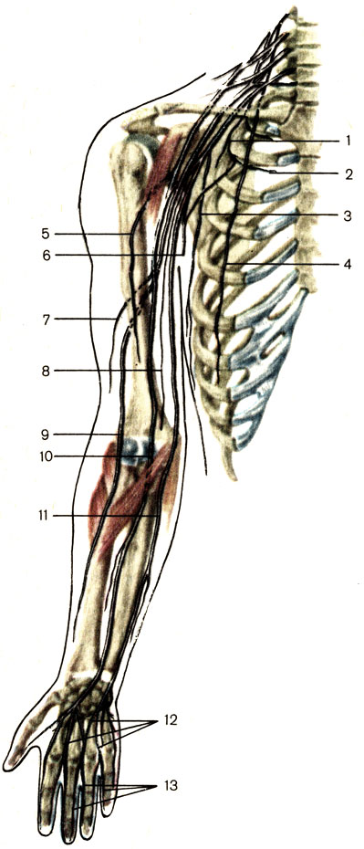 Рис. 195. Плечевое сплетение, правое. 1 - подлопаточный нерв (n. subscapulars); 2 - межреберный нерв (n. intercostalis); 3 - грудоспинной нерв (n. thoracodorsal); 4 - длинный грудной нерв (n. thoracicus longus); 5 - мышечно-кожный нерв (n. musculocutaneus); 6 - медиальный кожный нерв плеча (n. cutaneus brachii medialis); 7 - задний кожный нерв плеча (n. cutaneus brachii posterior); 8 - медиальный кожный нерв предплечья (n. cutaneus antebrachii medialis); 9 - лучевой нерв (n. гаdialis); 10 - срединный нерв (n. medianus); 11 - локтевой нерв (n. ulnaris); 12 - общие ладонные пальцевые нервы (nn. digitales palmares communes); 13 - собственные ладонные пальцевые нервы (nn. digitales palmares proprii)